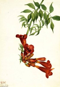 Trumpet Creeper (bignonia Radicans) — Mary Morris Vaux Walcott