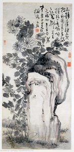Chrysanthemums by a rock
