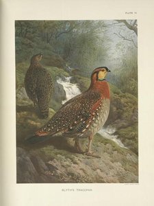 Blyth's Tragopan (tragopan Blythi Blythi) — Archibald Thorburn