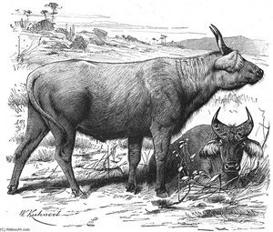 African Or Cape Buffalo — Friedrich Wilhelm Kuhnert