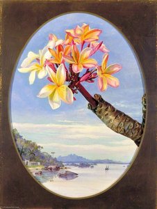 Flowers Of Jasmine Mango Or Frangipani, Brazil — Marianne North