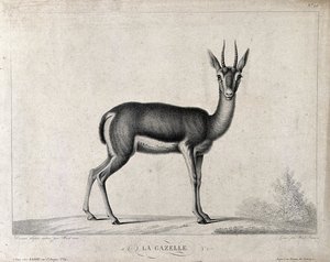 A Gazelle — Christophe Huet