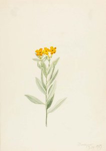 Lithospermum Canescens — Mary Vaux Walcott