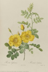 Rosa Eglanteria | Rosier Eglantier