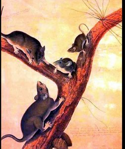 Untitled (3716) — John James Audubon