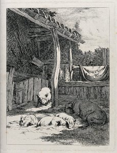 An Outdoor Pen Of Five Pigs With The Interior Of A Farm Shed — Robert Hills