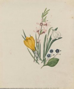 Orange crocus : Dwarf almond : Snowdrop : Blue Navel Wort