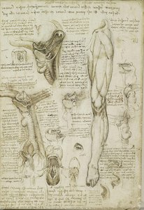 R: El Cuello Y Los Músculos De La Pierna. V: Los Huesos Del Pie Y Los Músculos Del Cuello — Leonardo Da Vinci, High Renaissance