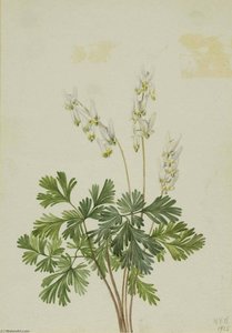 Dutchman's Breetches (bikukulla Cucullaria) — Mary Vaux Walcott