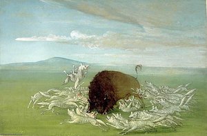 White Wolves Attacking A Buffalo Bull — George Catlin