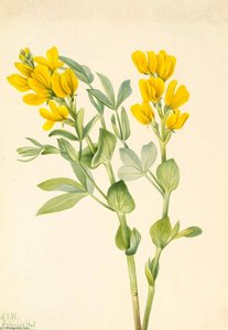 Goldenpea (thermopsis Rhombifolia) — Mary Morris Vaux Walcott