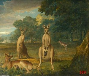 Kangaroos -