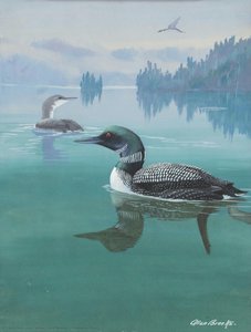 Common Loon