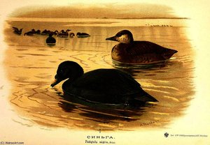 Melanitta Nigra — Archibald Thorburn