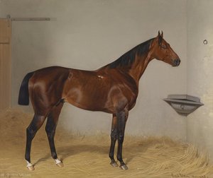 Pferd portrait
