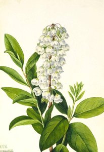 Zenobia (zenobia Cassinifolia) — Mary Morris Vaux Walcott