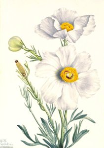 Matilija Poppy (romneya Coulteri) — Mary Vaux Walcott