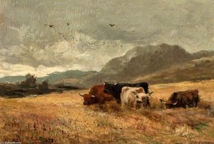 Highland Cattle In Cornfield — John Smart