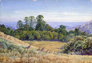 View In The Bunya Bunya Forest, Queensland, And Kangaroos — Marianne North