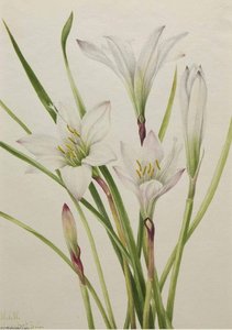 Atamasco Lily (atamosco Atamasco) — Mary Vaux Walcott