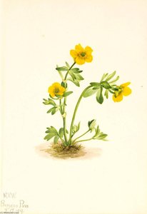 Avalanche Buttercup (ranunculus Suksdorfii) — Mary Morris Vaux Walcott
