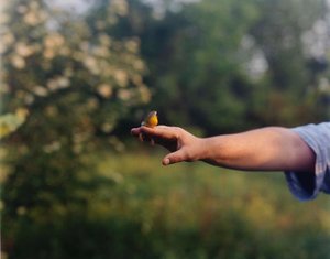 Common Yellowthroat — Barbara Bosworth