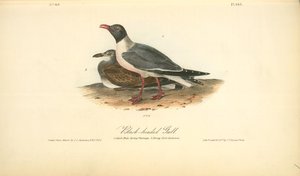 Black-headed Gull. 1. Adult Male Spring Plumage. 2. Young First Autumn — John James Audubon