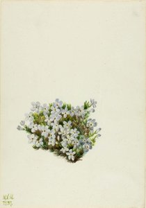 Phlox (phlox Caespitosa) — Mary Vaux Walcott