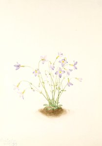 Quakerladies (houstonia Caerulea) — Mary Vaux Walcott