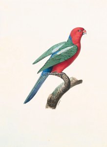Alisterus Scapularis - — Jacques Barraband