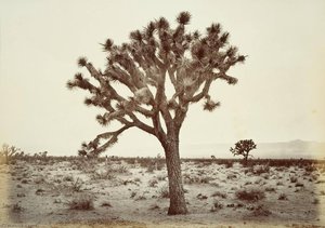Untitled (aqtdld) — Carleton Watkins