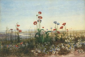 A distant view of Derry through a bank of wild flowers
