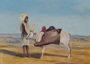 Aguador, India — Marianne North