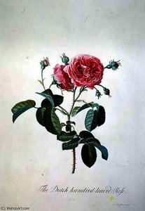 Dutch Hundred-leaved Rose — Georg Dionysius Ehret