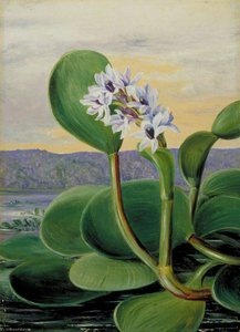 A Tropical American Water Plant — Marianne North