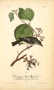 Short-legged Pewit Flycatcher. Male. (hobble Bush. Viburnum Lantanoides) — John James Audubon, Wildlife Painting