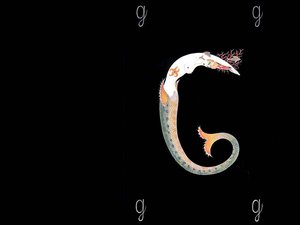 Alphabet G — Erté