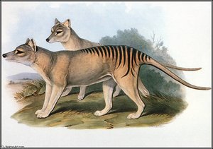 Thylacine — John Gould