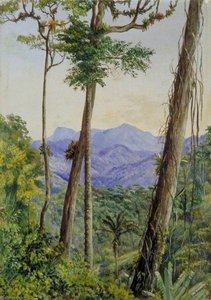 Vista Desde La Casa Del Sr. Weilhorn, Petrópolis, Brasil — Marianne North