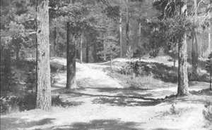 Piny Forest — Ivan Ivanovich Shishkin
