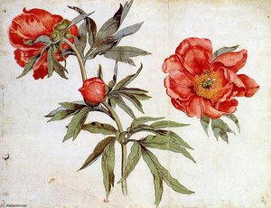 Study Of Peonies — Martin Schongauer