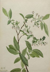 Deerberry (polycodium Stamineum) — Mary Vaux Walcott