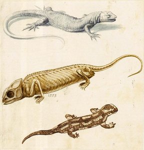 Study Of A Lizard, A Chameleon And A Salamander — Giuseppe Arcimboldo, Renaissance
