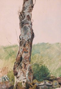 Dead Birch — Frederick William Hayes