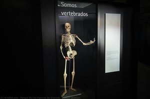 Human skeleton
