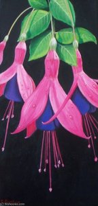 Fuchsias