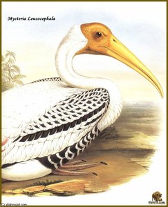Tantale Indien — John Gould