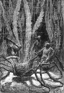 The Spider Crab