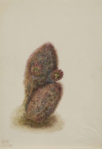 Green Strawberry Cactus (echinocereus Viridiflorus) — Mary Vaux Walcott