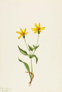 Arnica Alpina — Mary Vaux Walcott